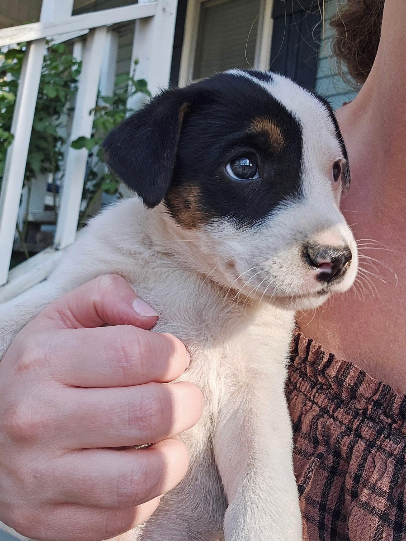 Pixie, adopted, Puppy Female Australian Shepherd & Hound.