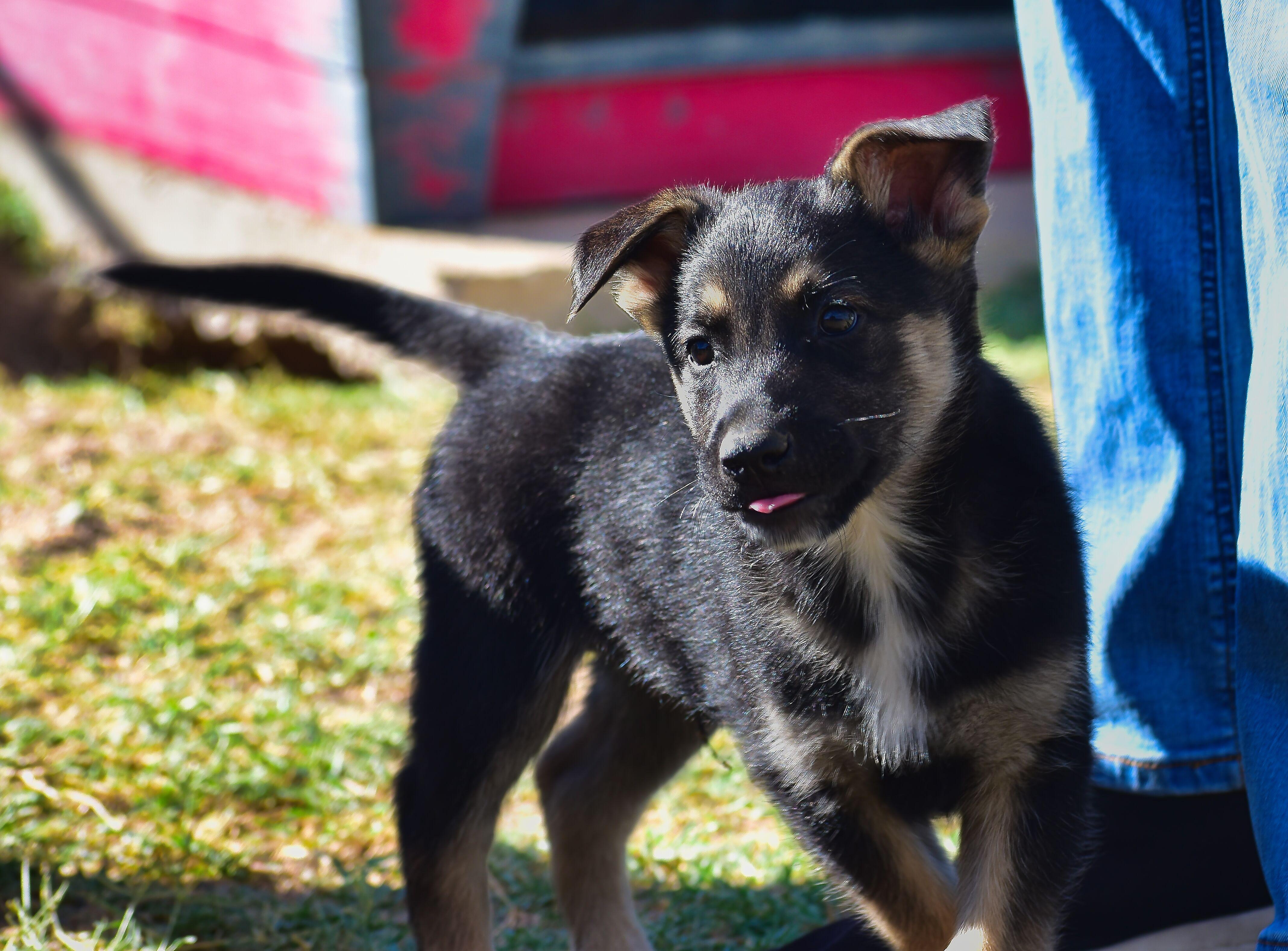Enlarge Scoooter, a Adoptable Mixed Breed in Mayer, AZ image 2/2