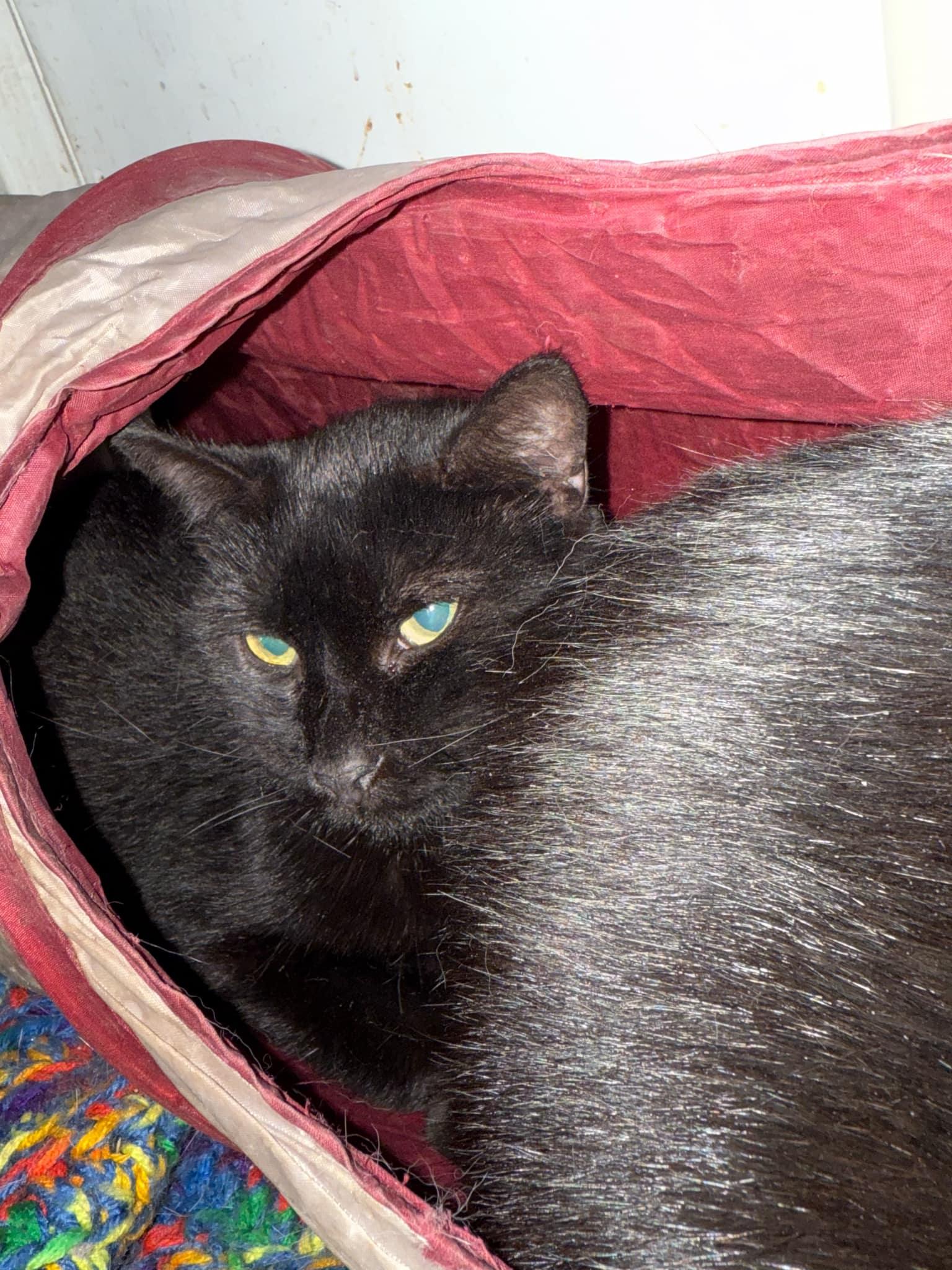 Fiona, a Adoptable Domestic Short Hair in Springfield, IL image 1/3