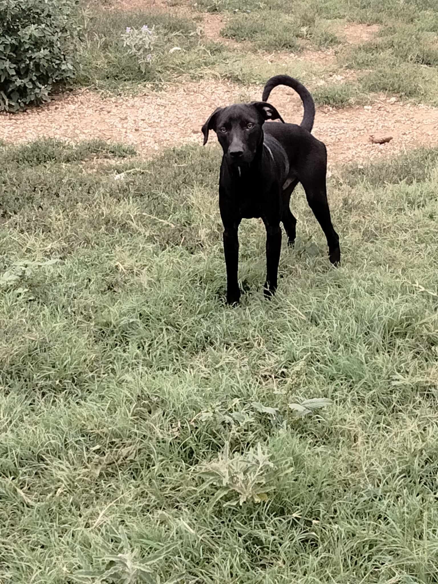 Perry, Adoptable, Adult Male Labrador Retriever.