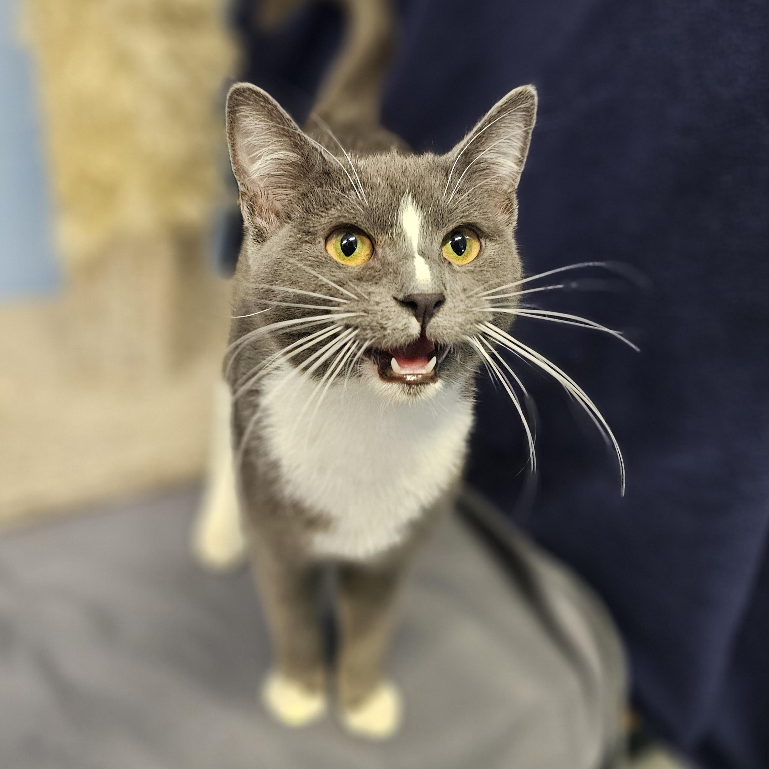 Enlarge Rue, an adopted Domestic Short Hair in Lowell, AR image 5/6