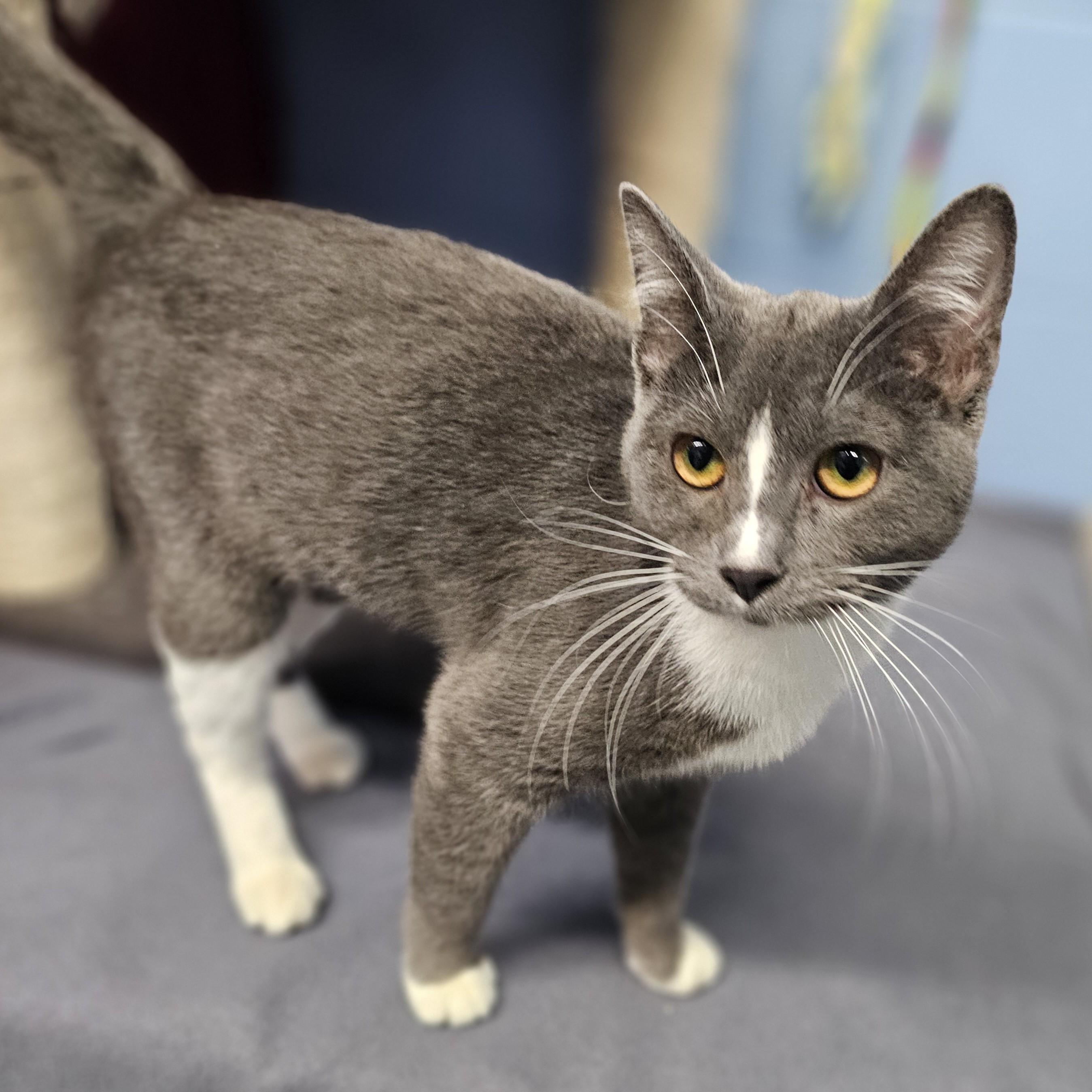 Enlarge Rue, an adopted Domestic Short Hair in Lowell, AR image 6/6