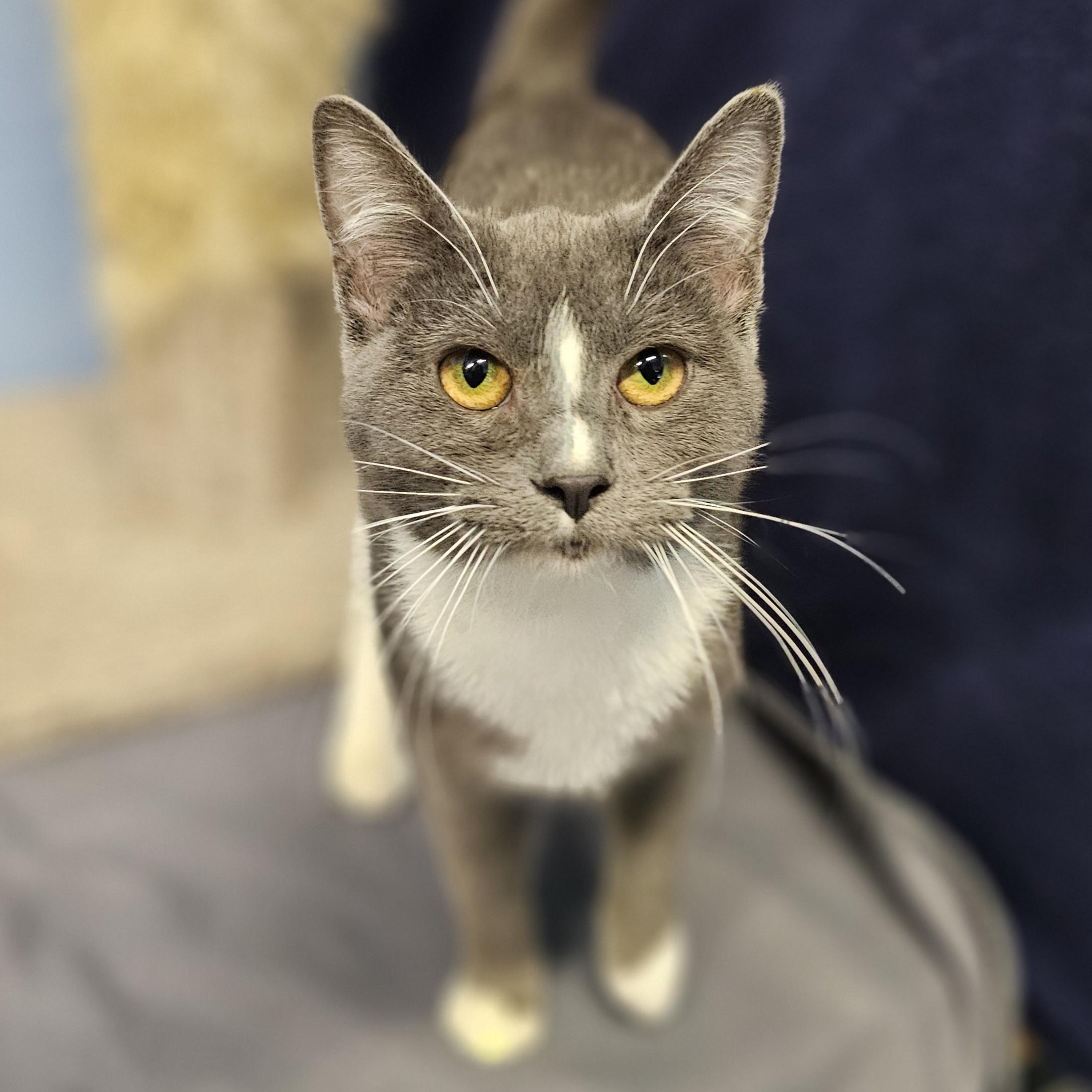 Enlarge Rue, an adopted Domestic Short Hair in Lowell, AR image 1/6