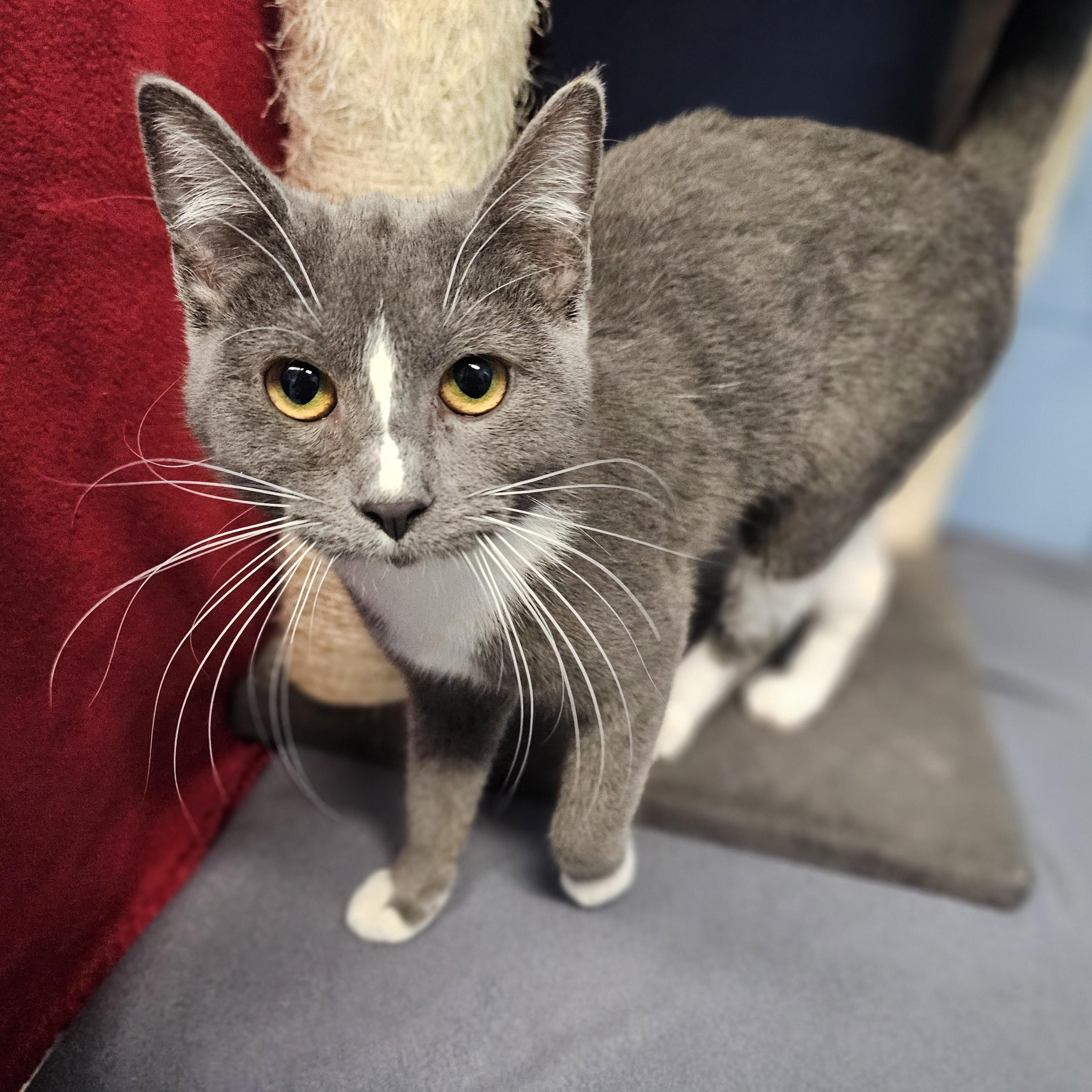 Enlarge Rue, an adopted Domestic Short Hair in Lowell, AR image 3/6