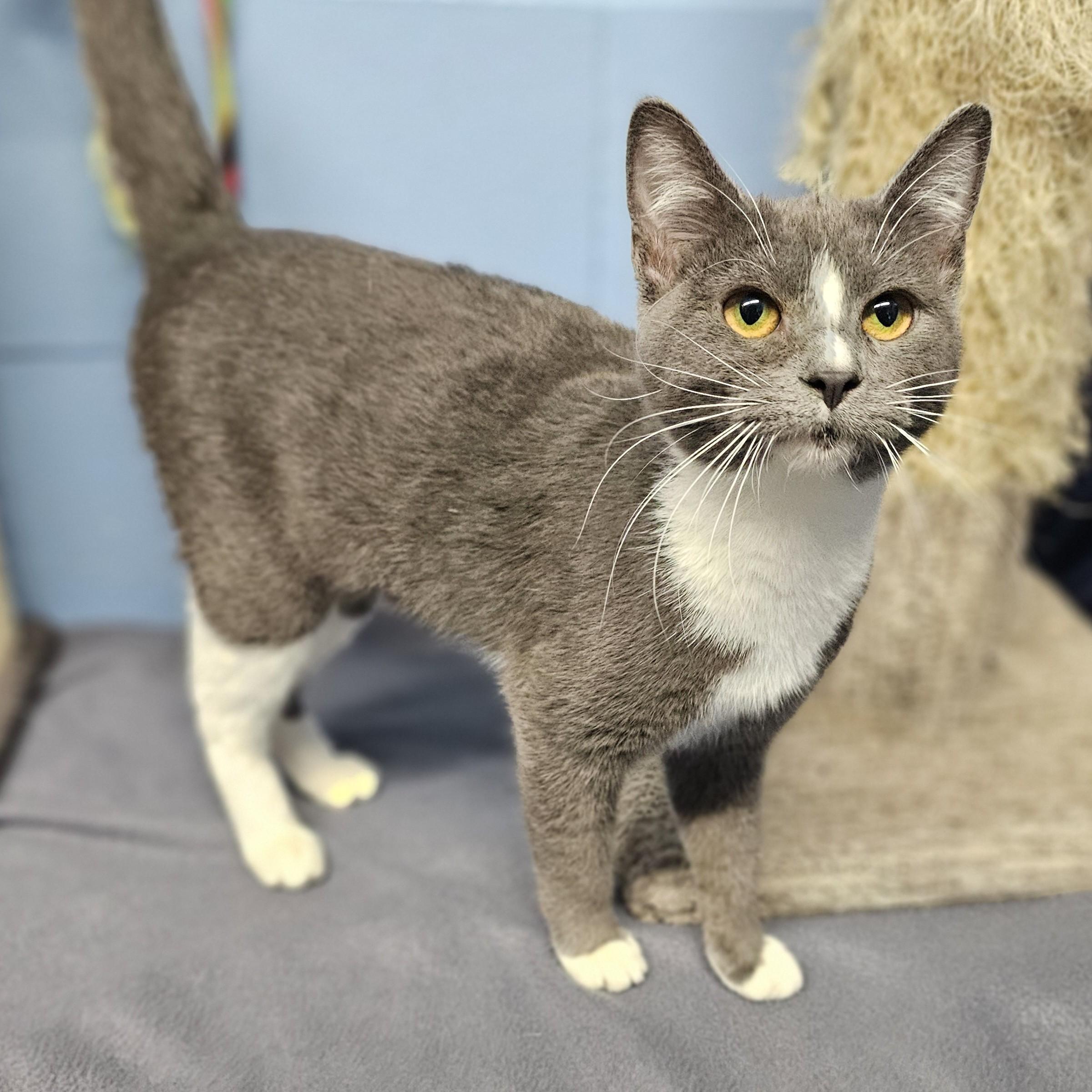 Enlarge Rue, an adopted Domestic Short Hair in Lowell, AR image 2/6