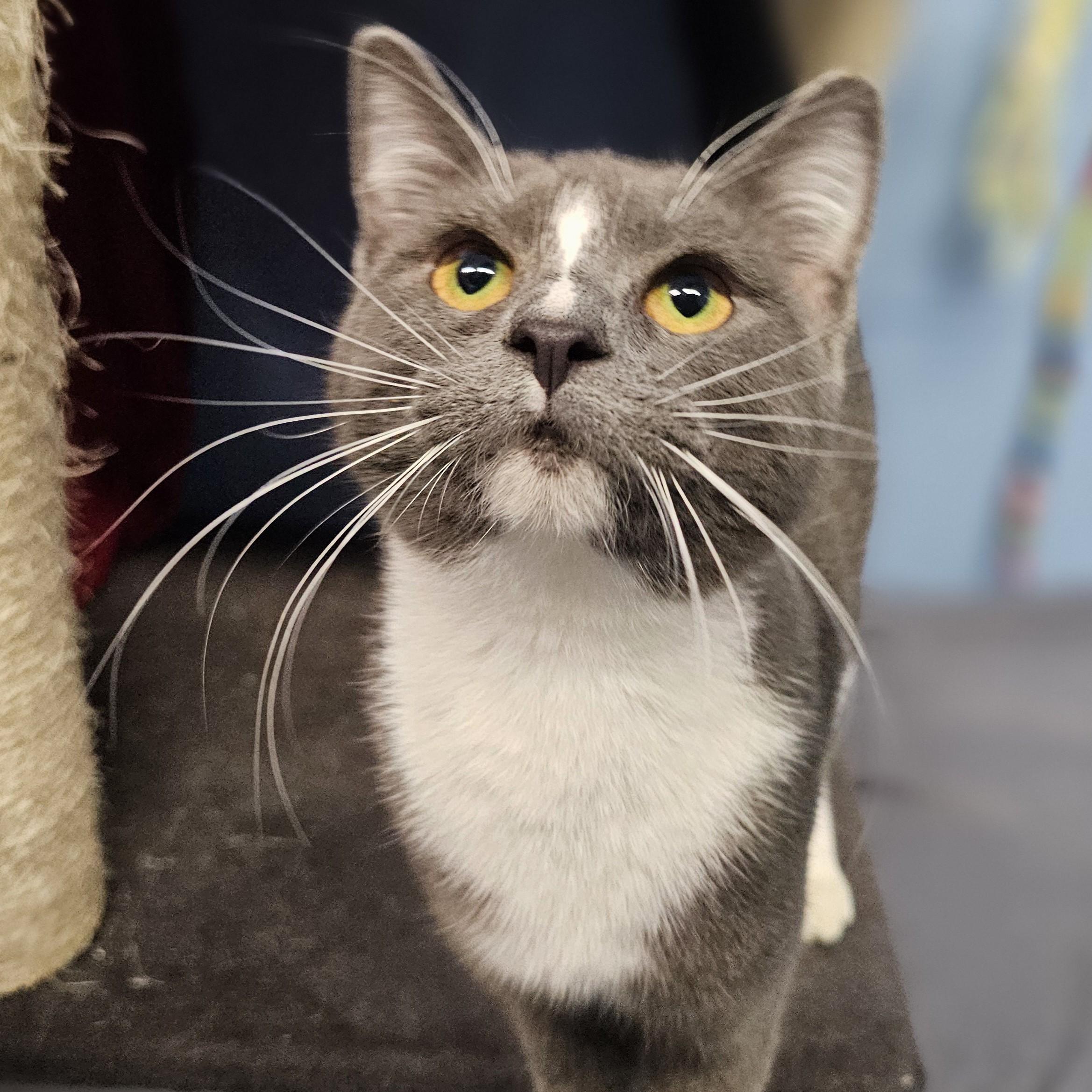 Enlarge Rue, an adopted Domestic Short Hair in Lowell, AR image 4/6