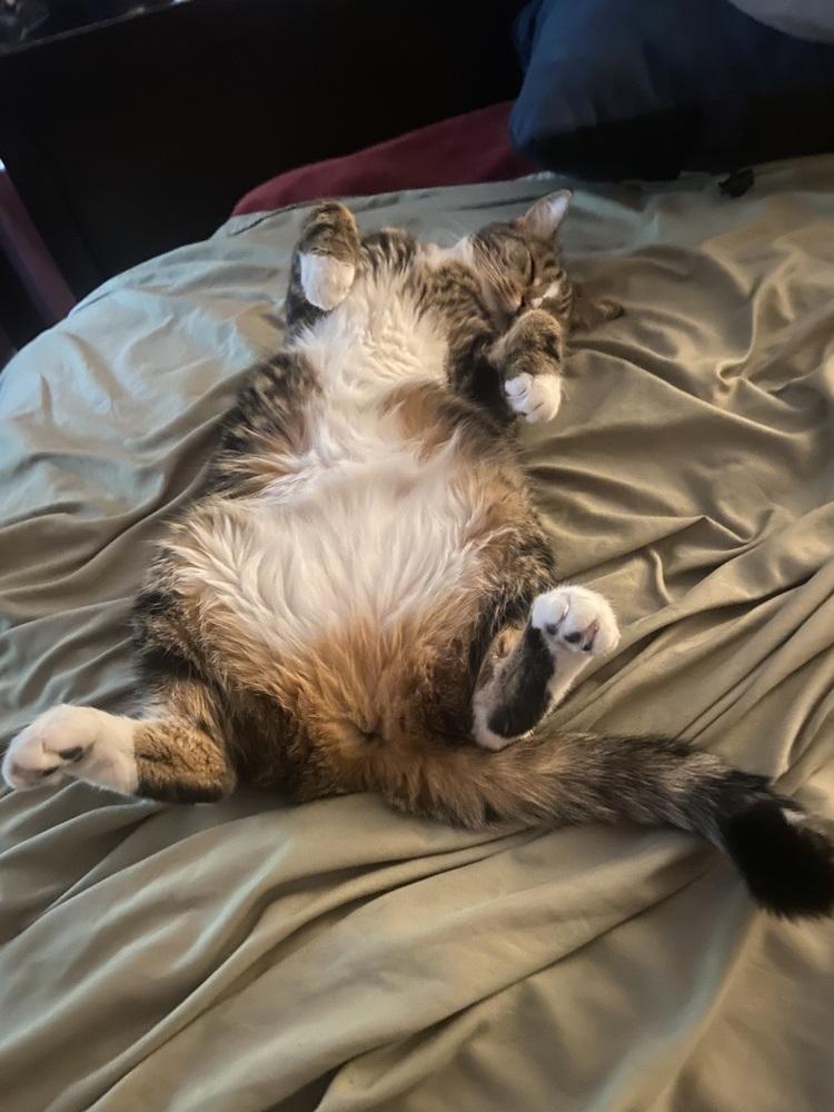 Chloe, Adoptable, Kitten Female Domestic Short Hair & Tabby.