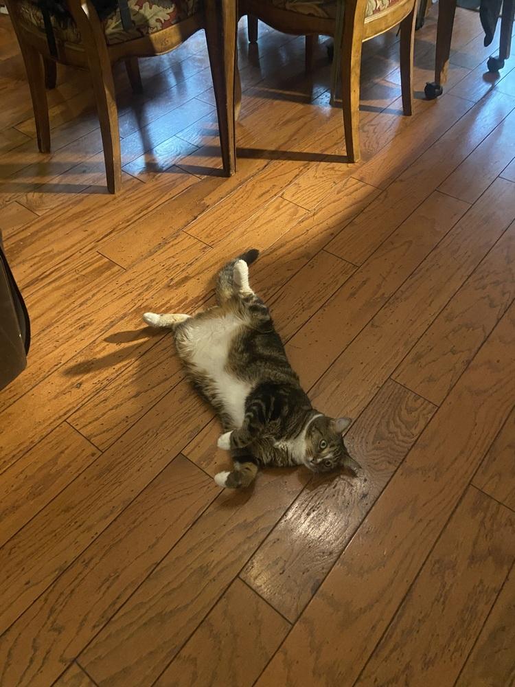 Chloe, a Adoptable mixed breed in Vienna , VA image 2/6