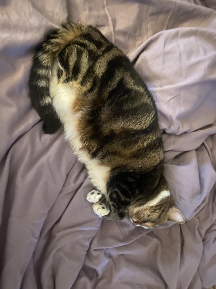 Chloe, a Adoptable mixed breed in Vienna , VA image 3/6