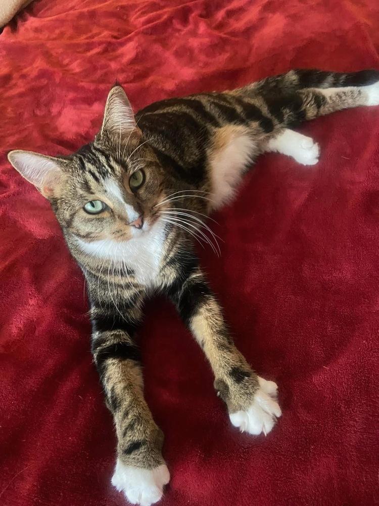 Chloe, a Adoptable mixed breed in Vienna , VA image 4/6