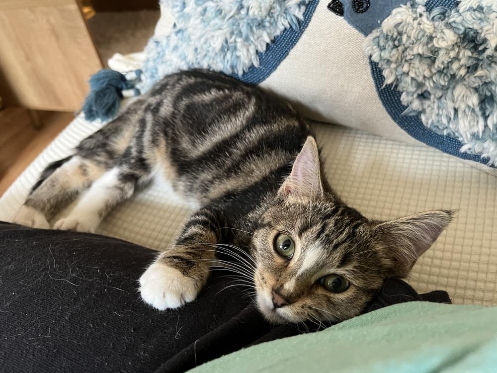 Chloe, Adoptable, Kitten Female Domestic Short Hair & Tabby.