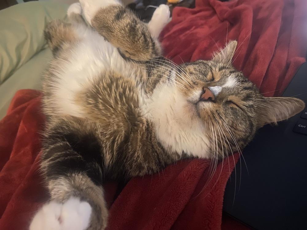 Chloe, a Adoptable mixed breed in Vienna , VA image 6/6