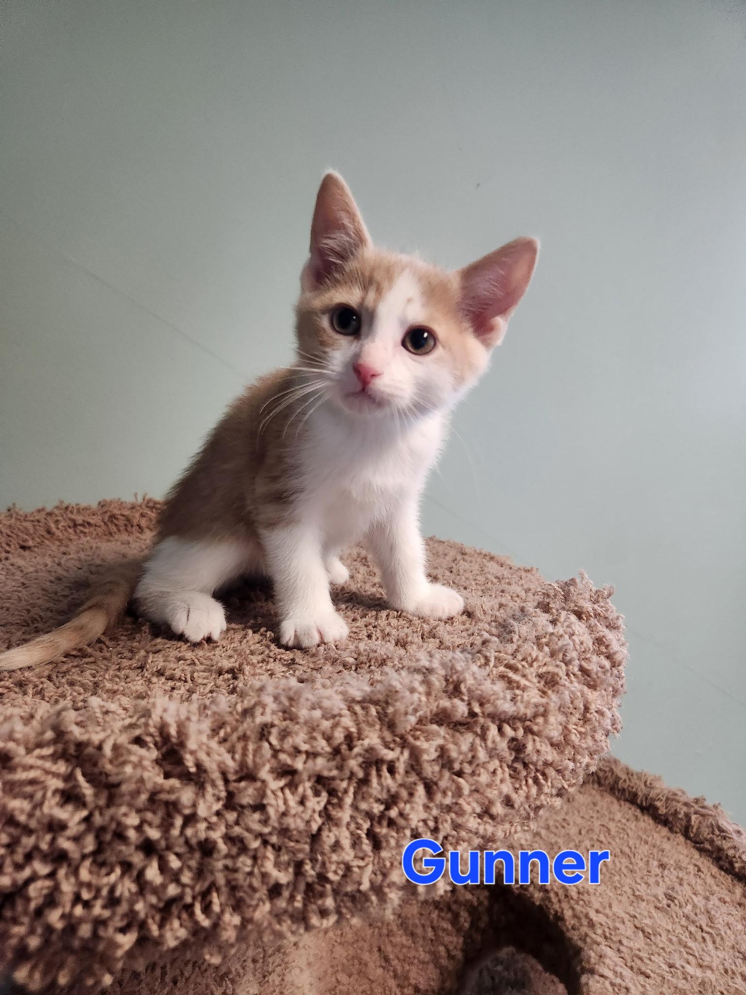 Gunnar, adopted, Kitten Male Domestic Short Hair.