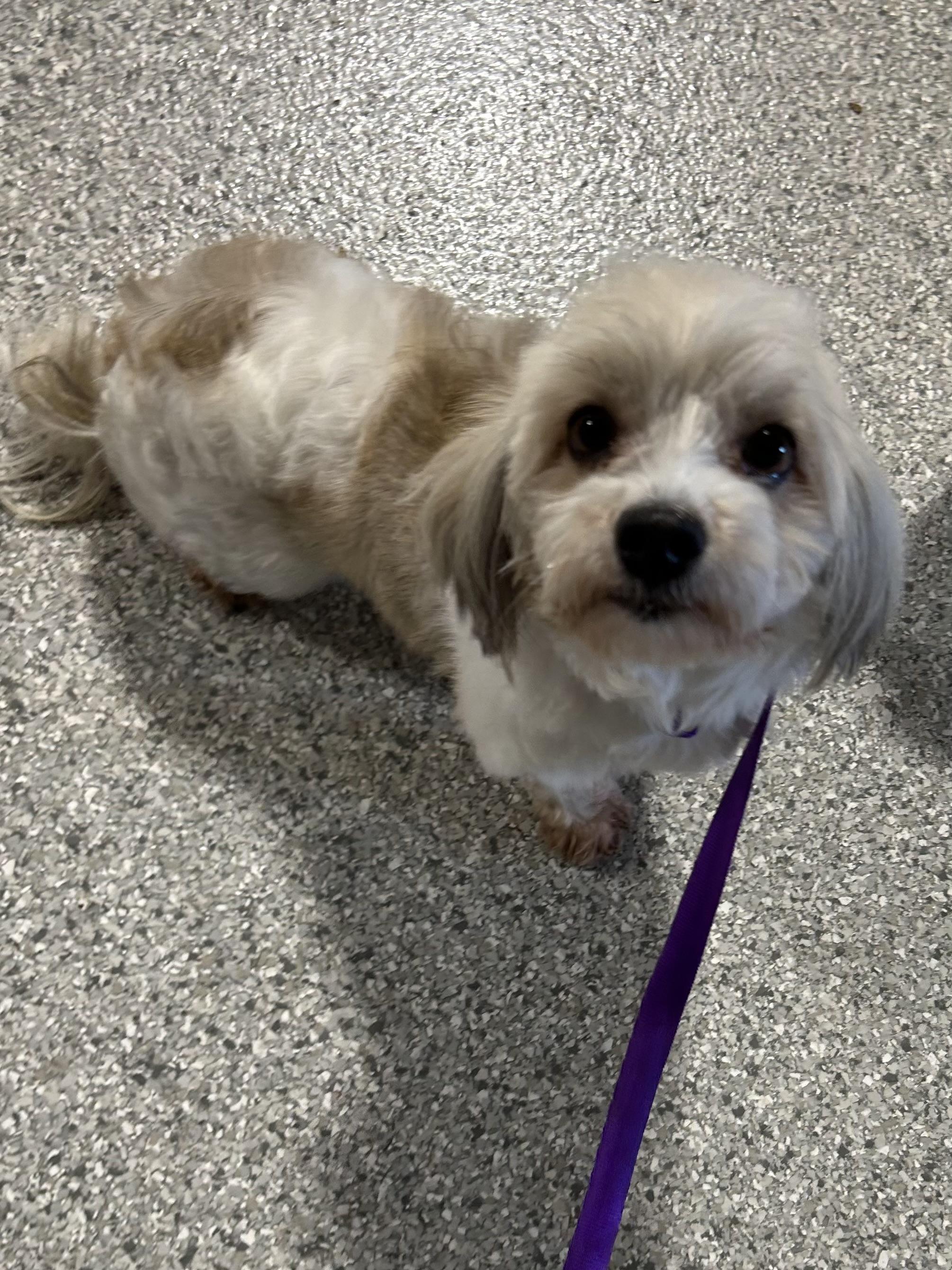 Enlarge Bailey. , a Adoptable Havanese in Maumee , OH image 1/4