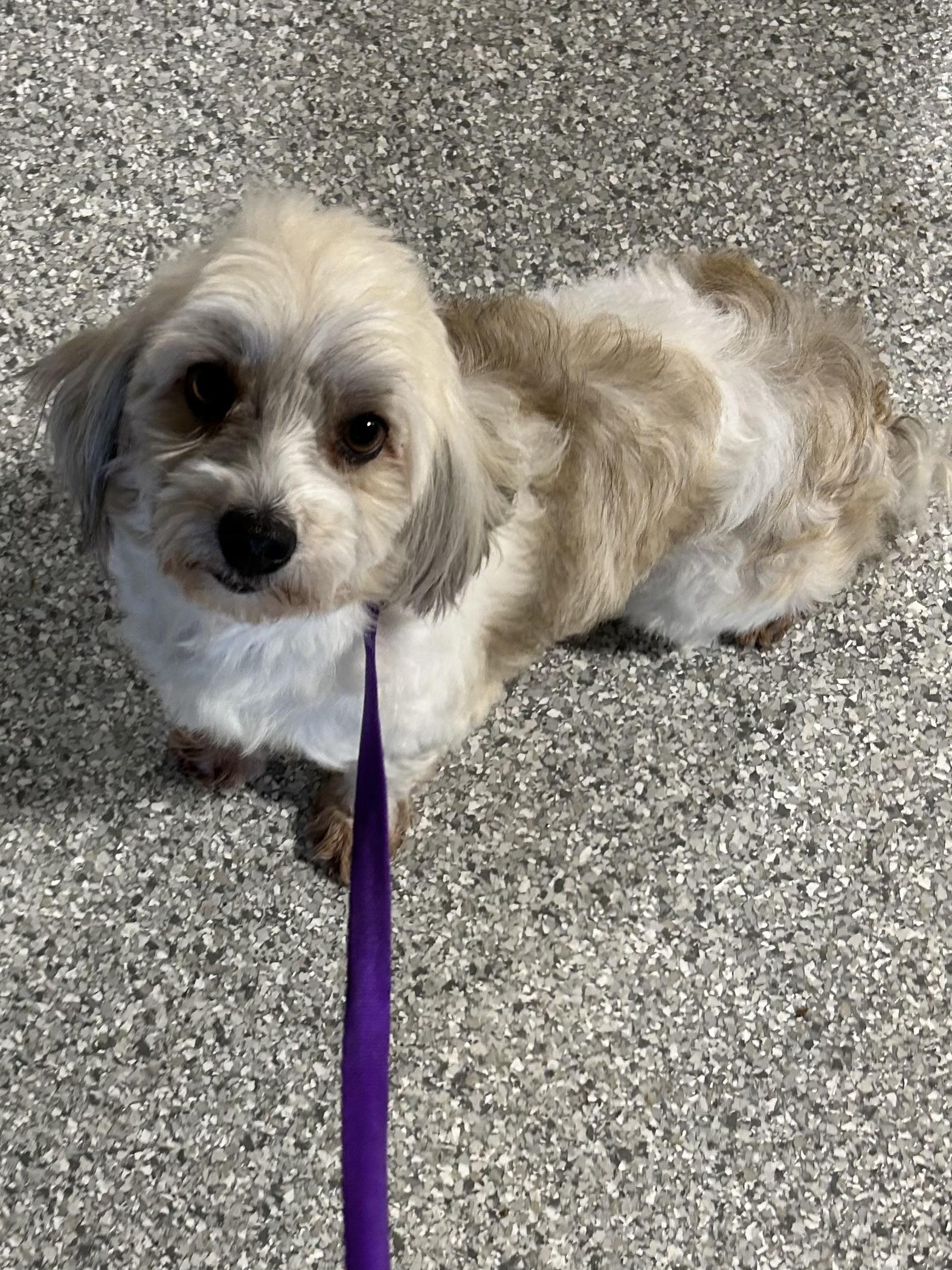 Enlarge Bailey. , a Adoptable Havanese in Maumee , OH image 2/4