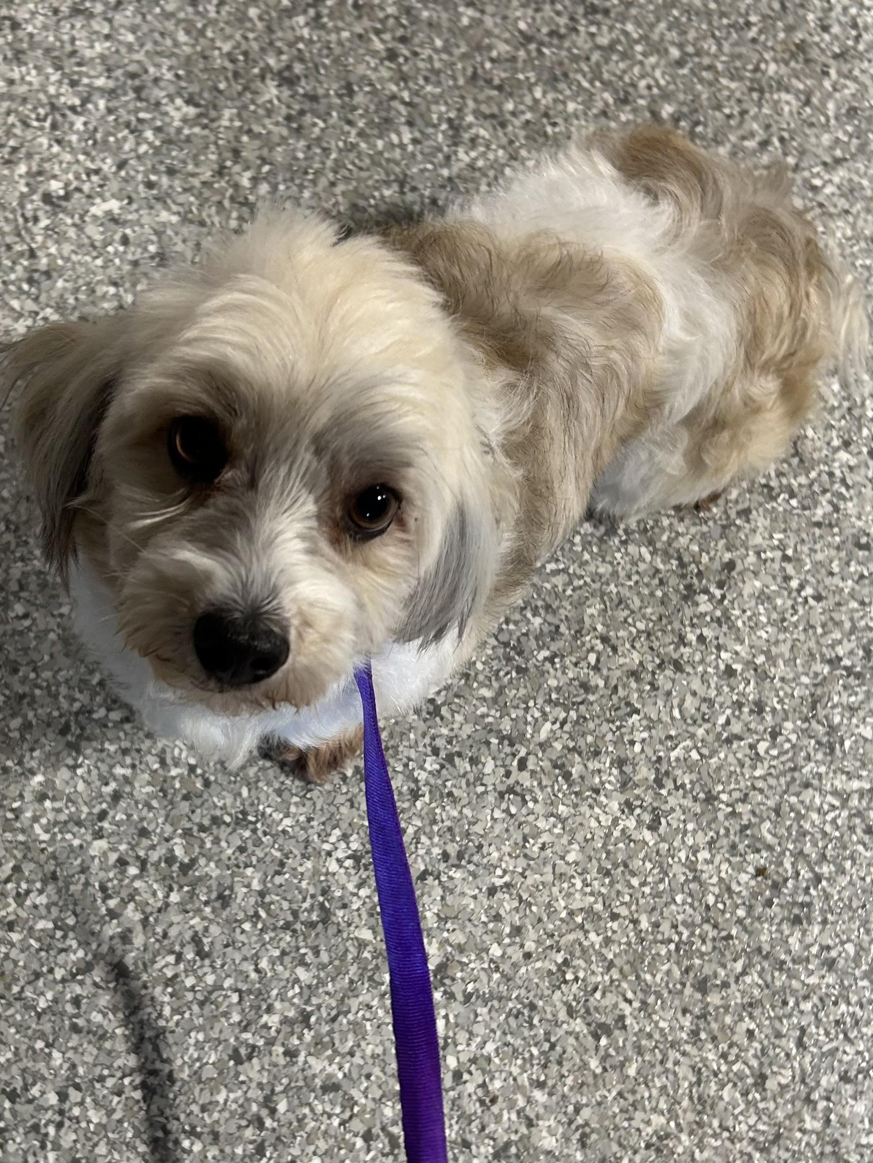 Enlarge Bailey. , a Adoptable Havanese in Maumee , OH image 4/4