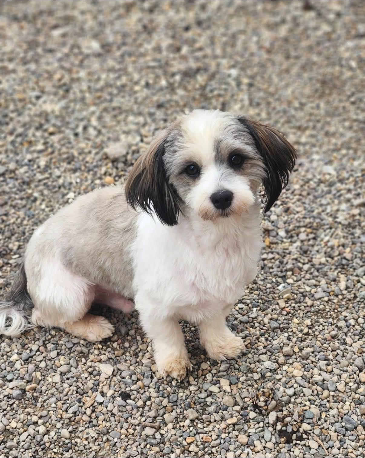 Enlarge Mattie, an adopted mixed breed in Indianapolis, IN image 2/3