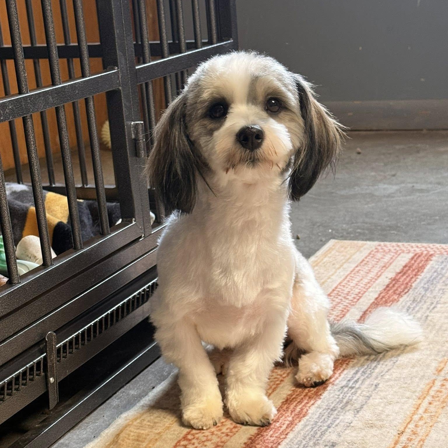 Enlarge Mattie, an adopted mixed breed in Indianapolis, IN image 1/3