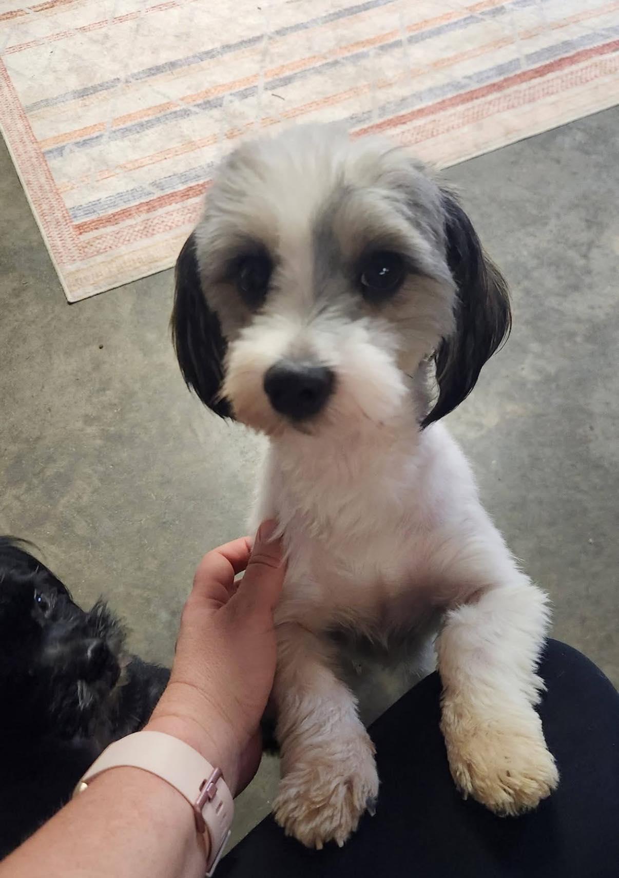 Enlarge Mattie, an adopted mixed breed in Indianapolis, IN image 3/3