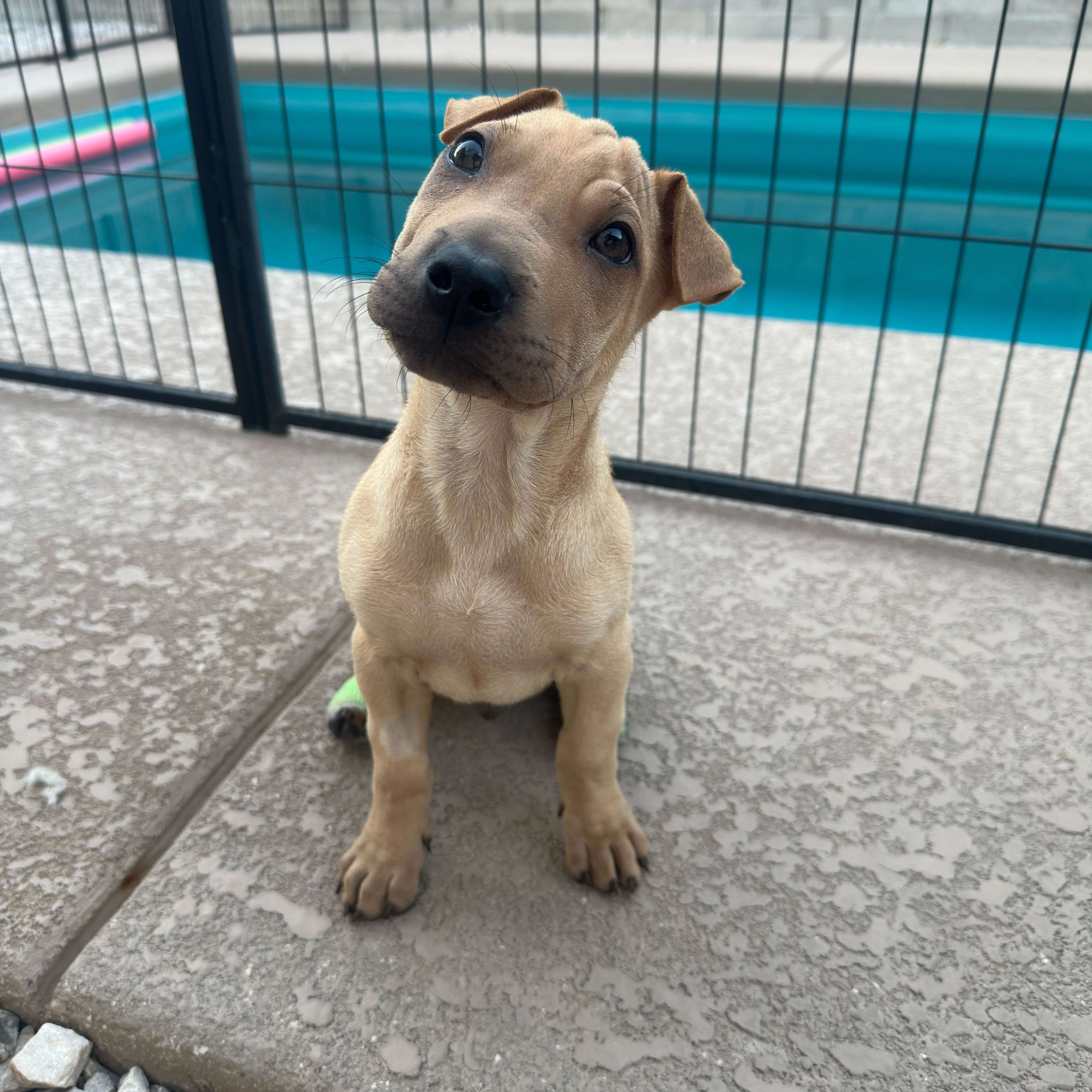 Wybie, adopted, Puppy Male Shar-Pei.