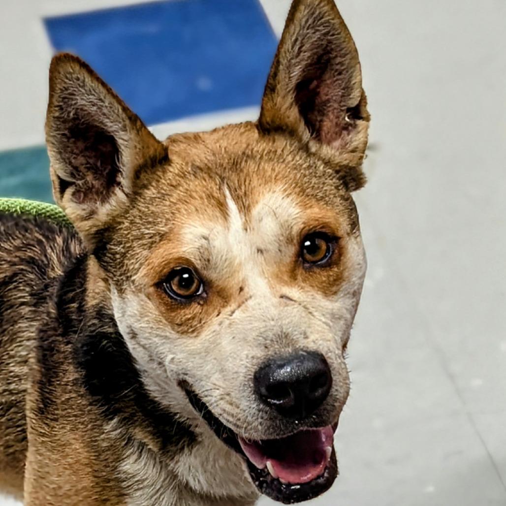 Marshmallow, Adoptable, Adult Male Husky & Mixed Breed.