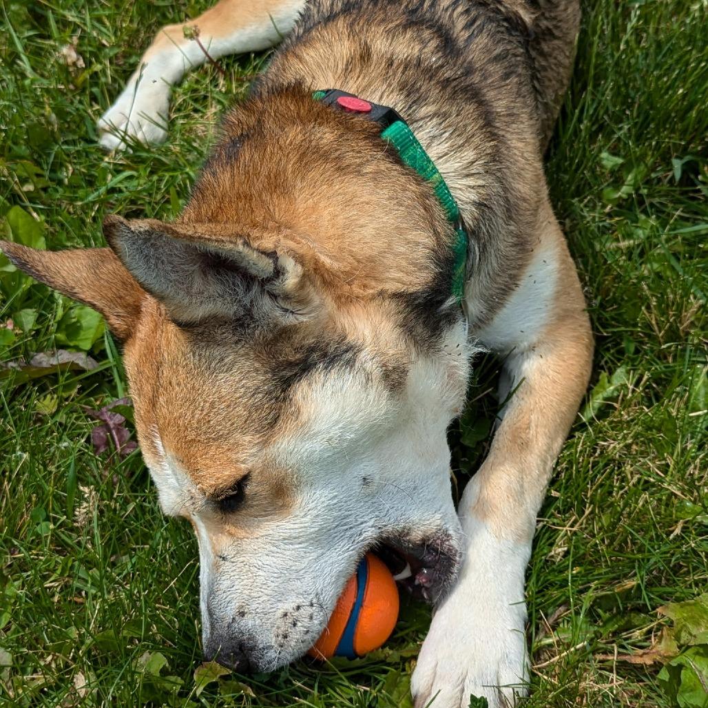 Marshmallow, a Adoptable mixed breed in Marysville, OH image 2/6