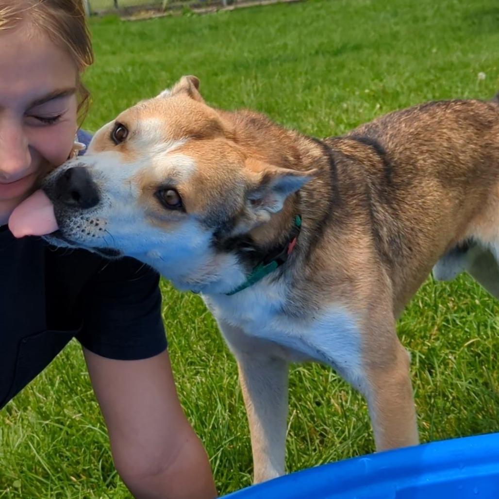 Marshmallow, Adoptable, Adult Male Husky & Mixed Breed.