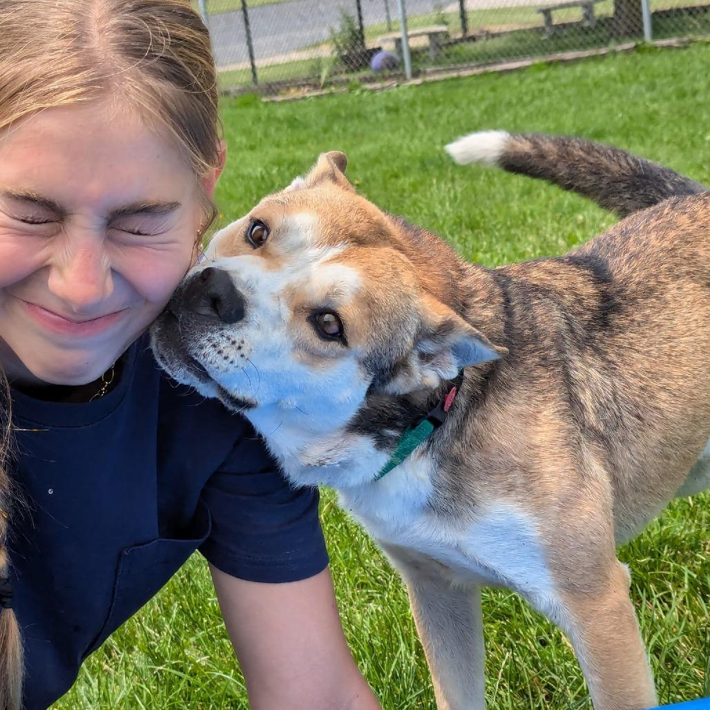 Marshmallow, a Adoptable mixed breed in Marysville, OH image 4/6