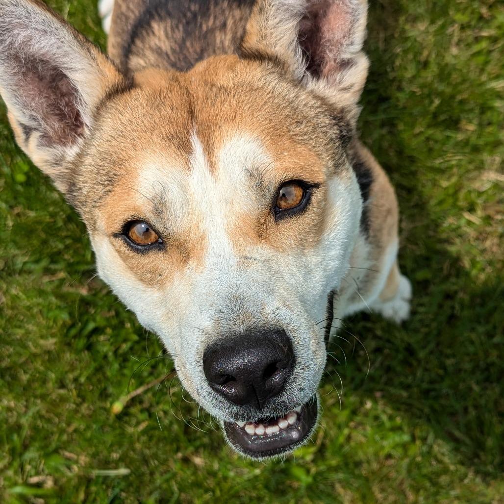 Marshmallow, a Adoptable mixed breed in Marysville, OH image 5/6