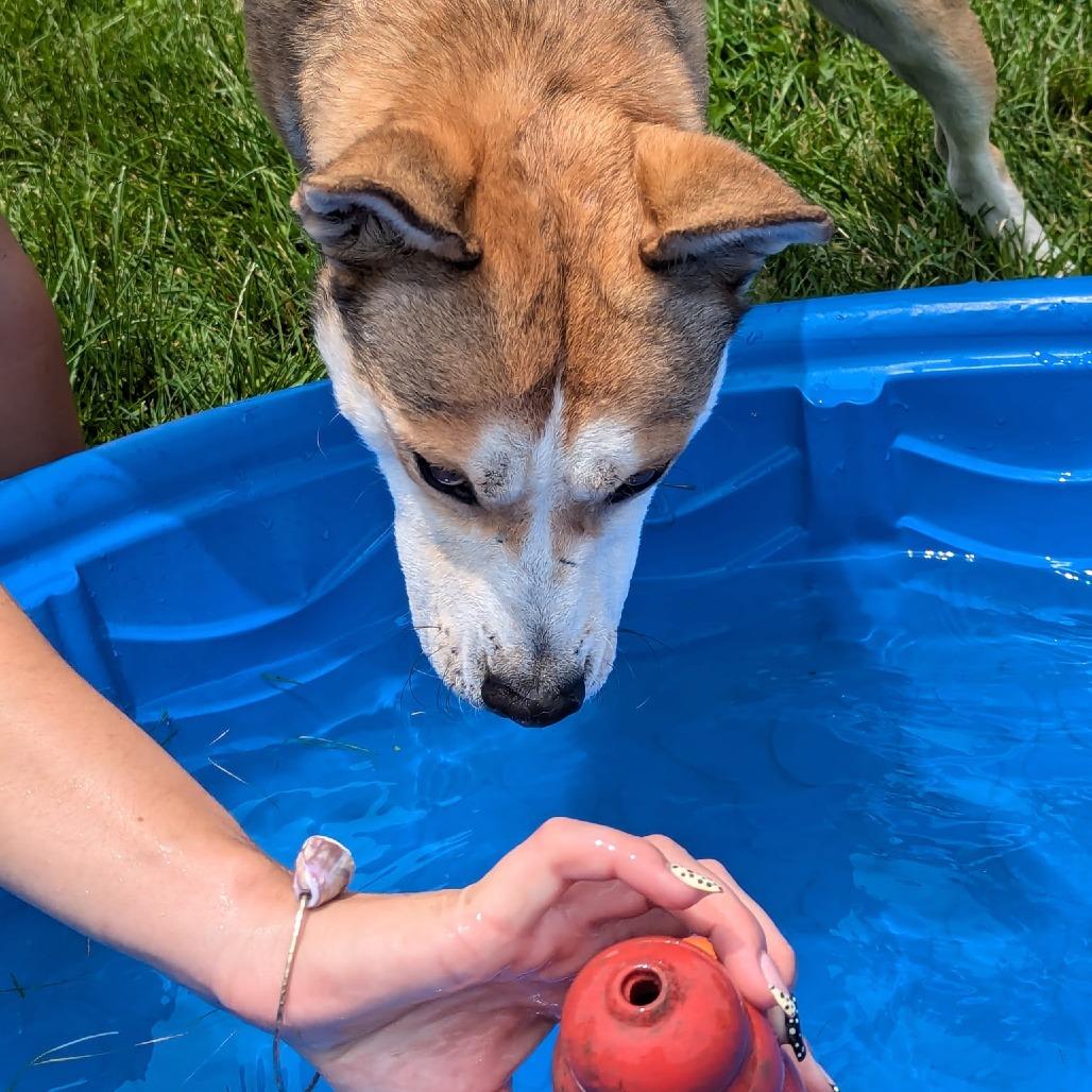 Marshmallow, a Adoptable mixed breed in Marysville, OH image 6/6
