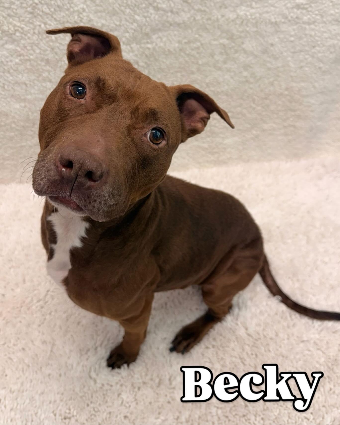 Becky Tag 466, ADOPTABLE, Adult Female Pit Bull Terrier.