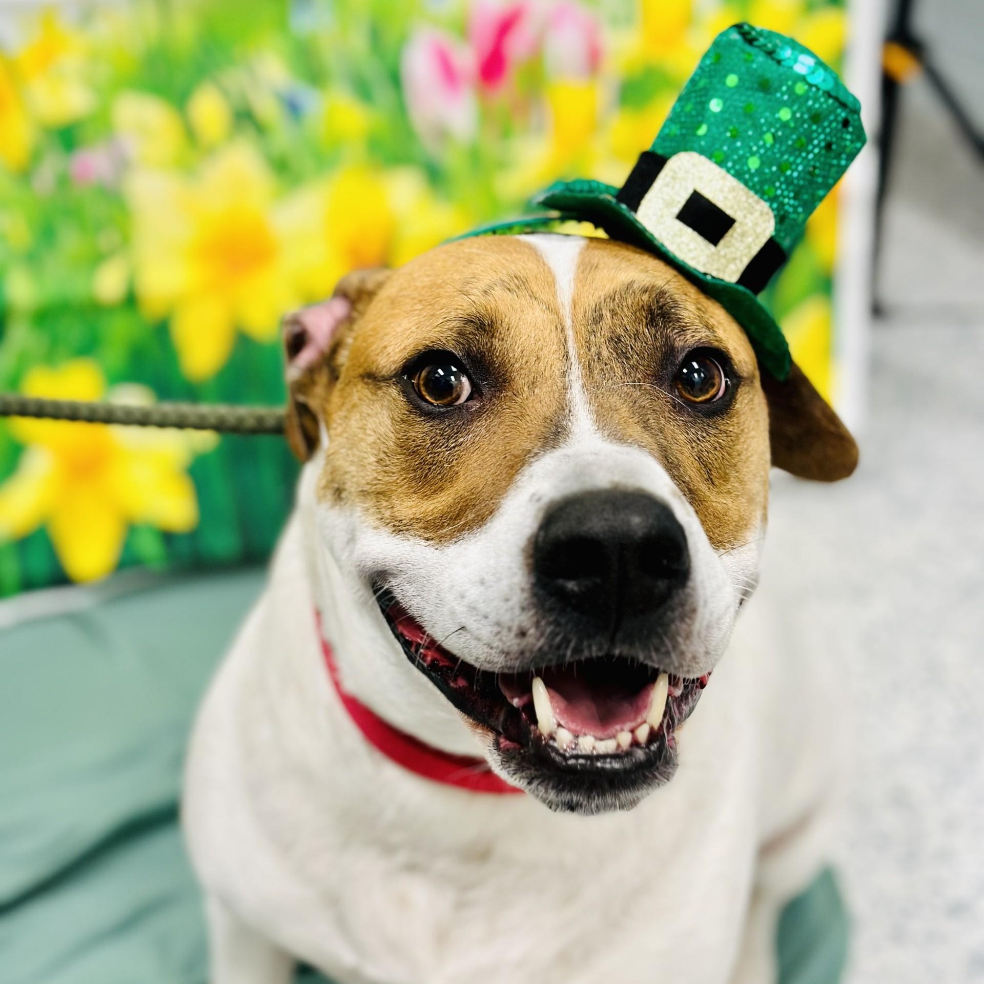 Mylo , ADOPTABLE, Adult Male Hound.