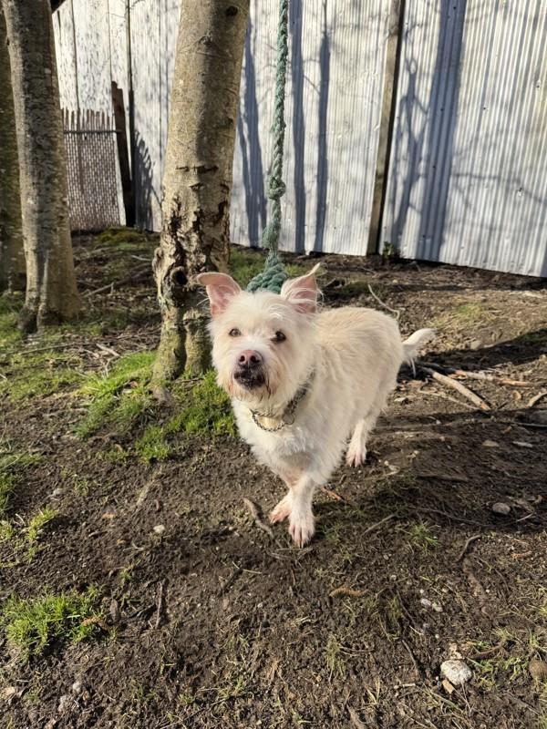 Enlarge Tucker, a Adoptable mixed breed in Powell River, BC image 1/5