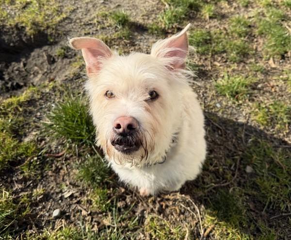 Enlarge Tucker, a Adoptable mixed breed in Powell River, BC image 2/5