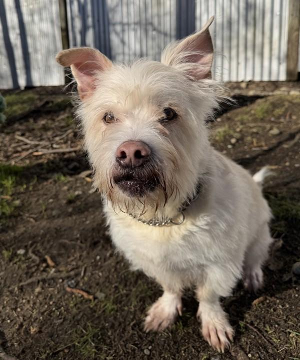 Enlarge Tucker, a Adoptable mixed breed in Powell River, BC image 3/5
