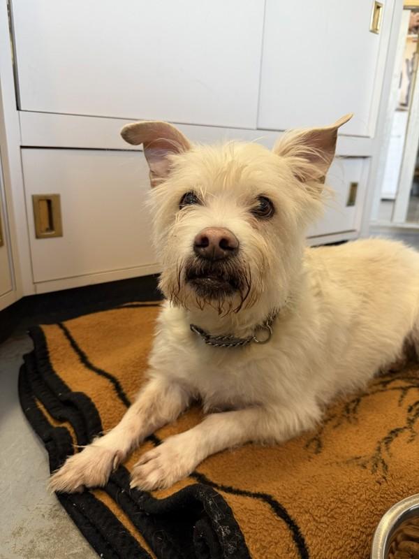 Enlarge Tucker, a Adoptable mixed breed in Powell River, BC image 4/5