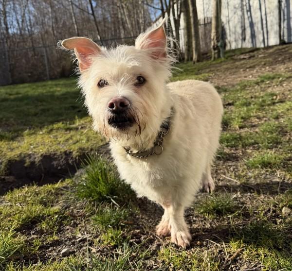Enlarge Tucker, a Adoptable mixed breed in Powell River, BC image 5/5