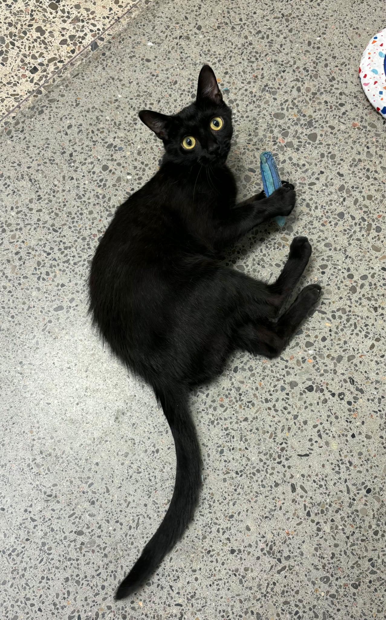 Franny, ADOPTABLE, Adult Female Domestic Short Hair.