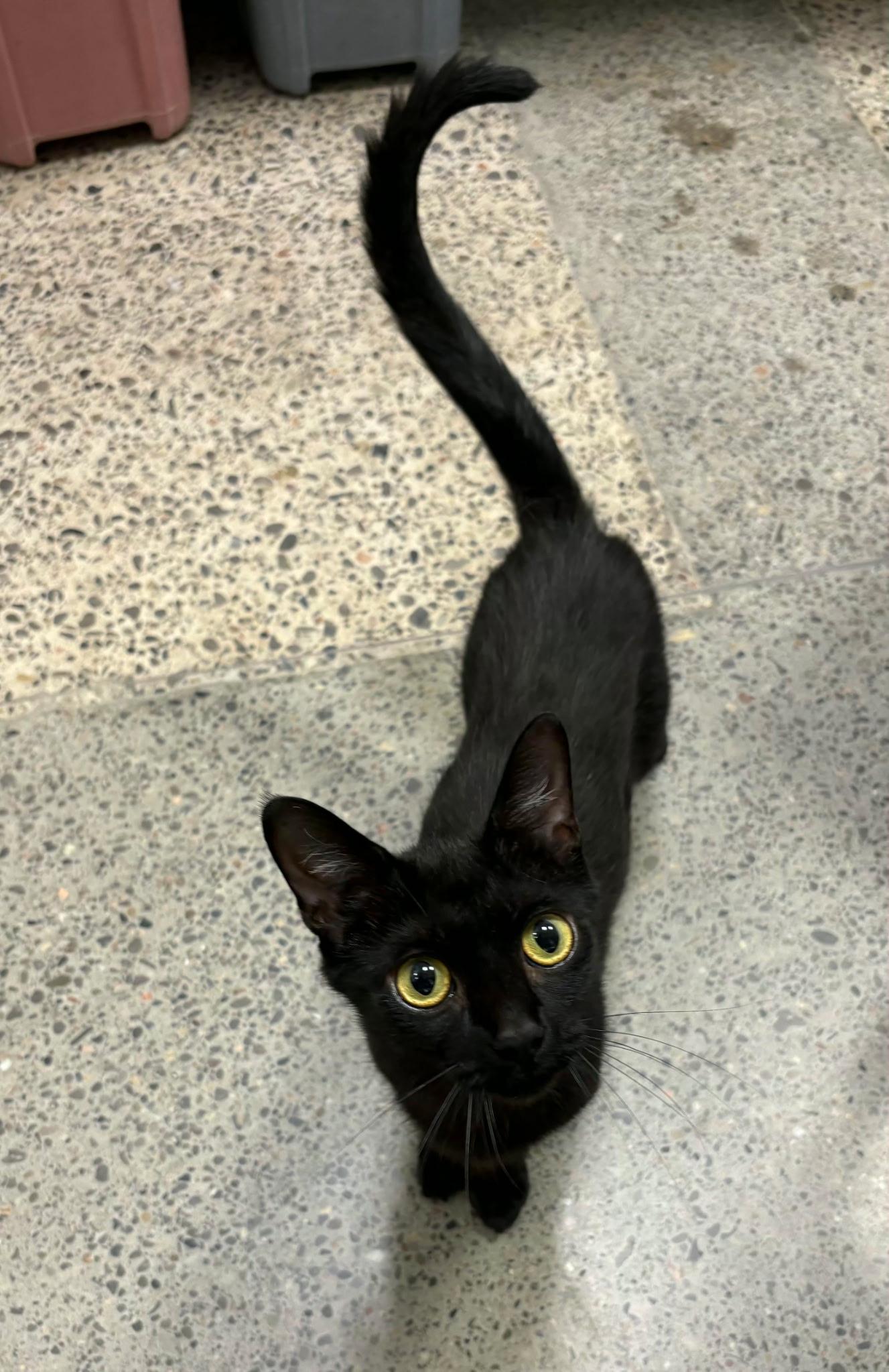 Enlarge Franny, a ADOPTABLE Domestic Short Hair in Pickering, ON image 2/2