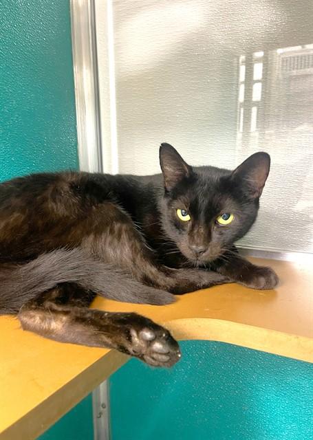 BATGIRL, Adoptable, Adult Female Domestic Short Hair.