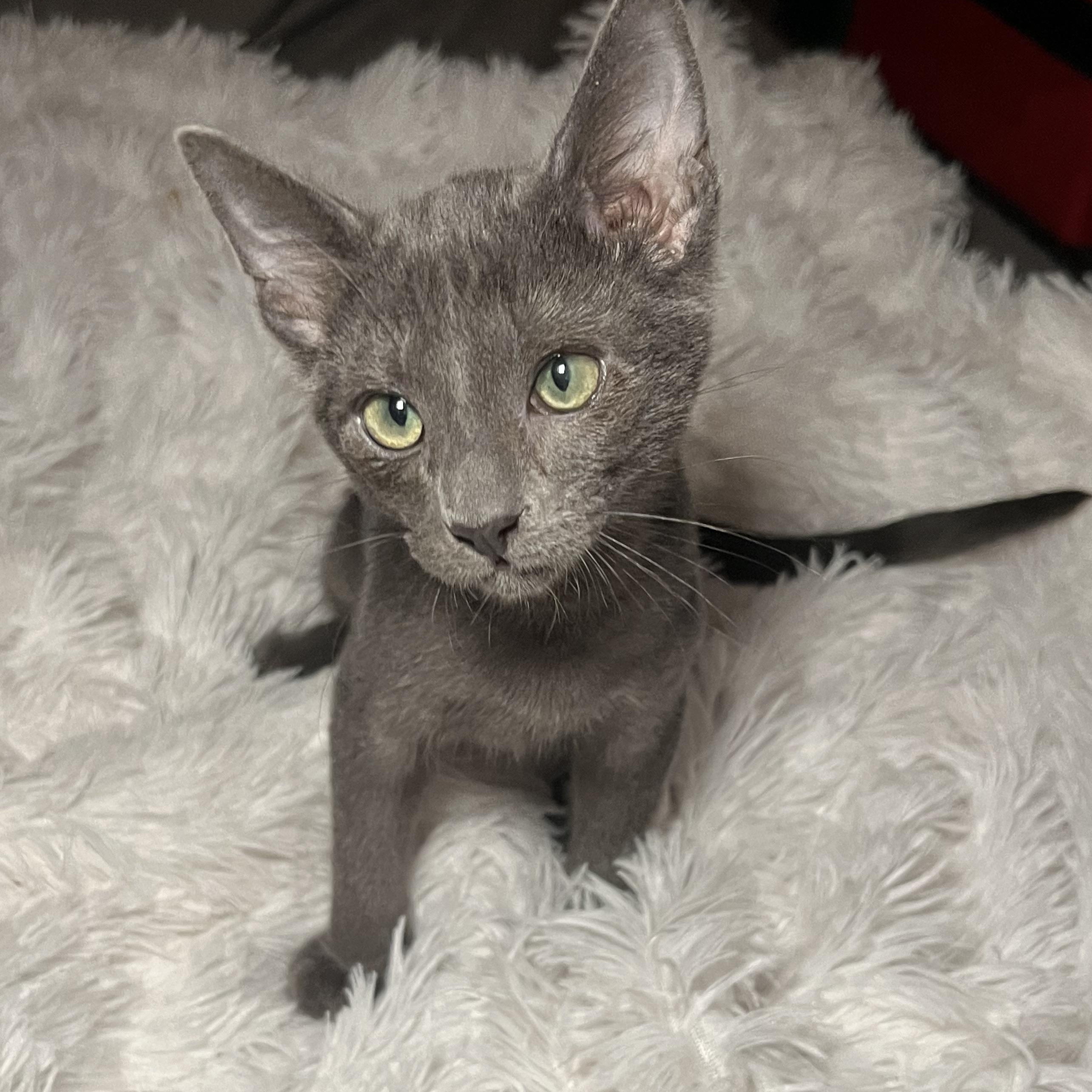 Spencer BH Russian Blue Cat