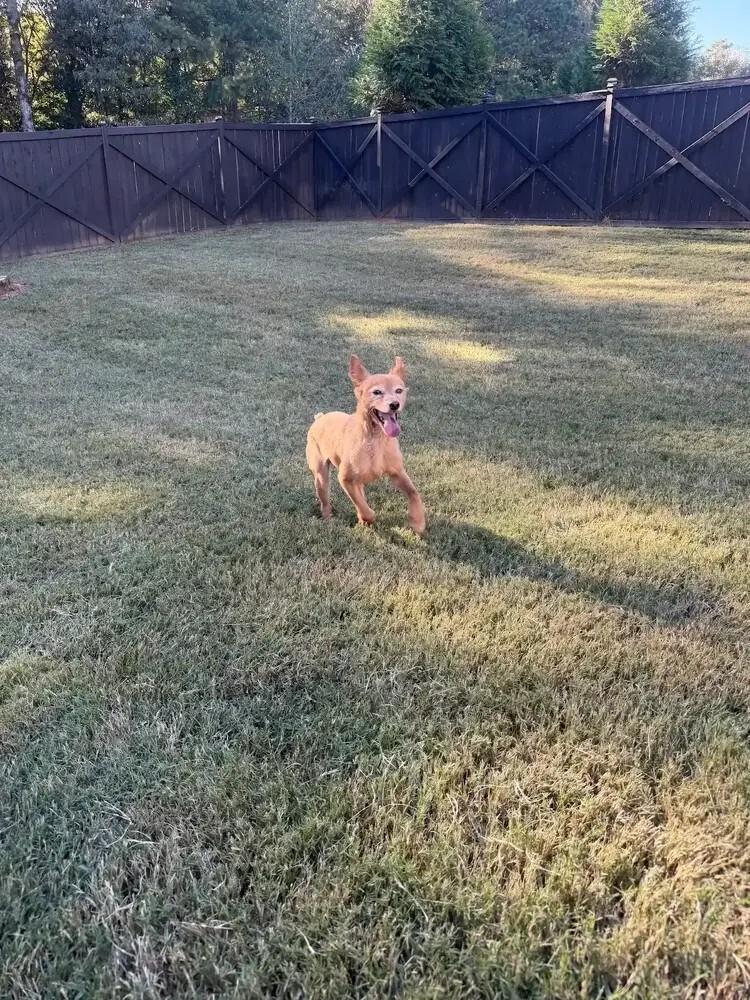 Enlarge Fozzie (Bonded pair with Kermit), a Adoptable mixed breed in Gillsville, GA image 1/5