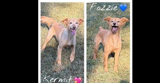 Enlarge Fozzie (Bonded pair with Kermit), a Adoptable mixed breed in Gillsville, GA image 2/5