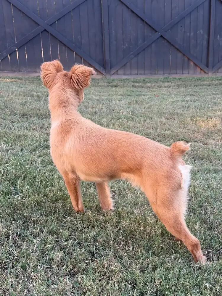 Enlarge Fozzie (Bonded pair with Kermit), a Adoptable mixed breed in Gillsville, GA image 3/5