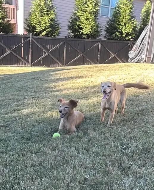 Enlarge Fozzie (Bonded pair with Kermit), a Adoptable mixed breed in Gillsville, GA image 4/5