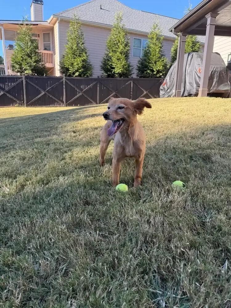 Enlarge Fozzie (Bonded pair with Kermit), a Adoptable mixed breed in Gillsville, GA image 5/5