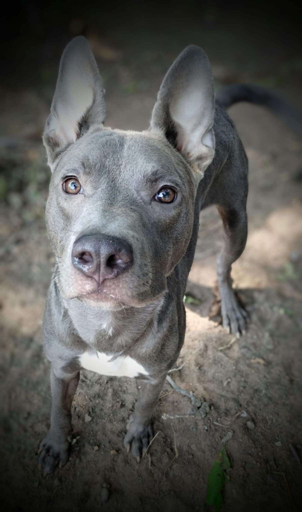 Enlarge Brandon, a Adoptable mixed breed in Dallas, TX image 1/1