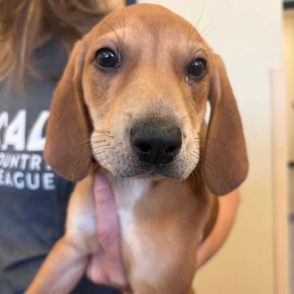 Zev, Adoptable, Puppy Female Hound.