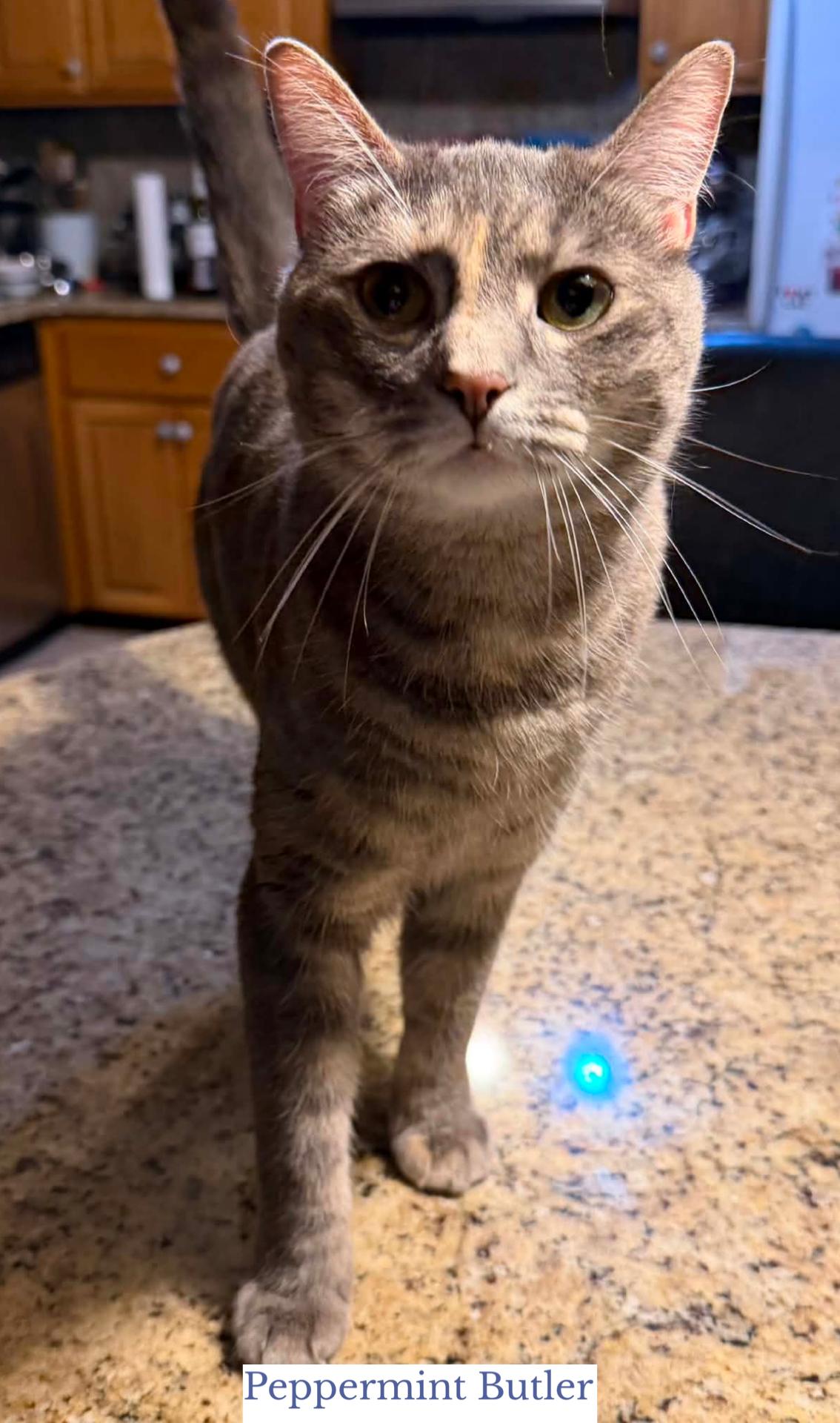 Enlarge Peppermint Butler, a ADOPTABLE Domestic Short Hair in Berkeley Springs, WV image 2/6