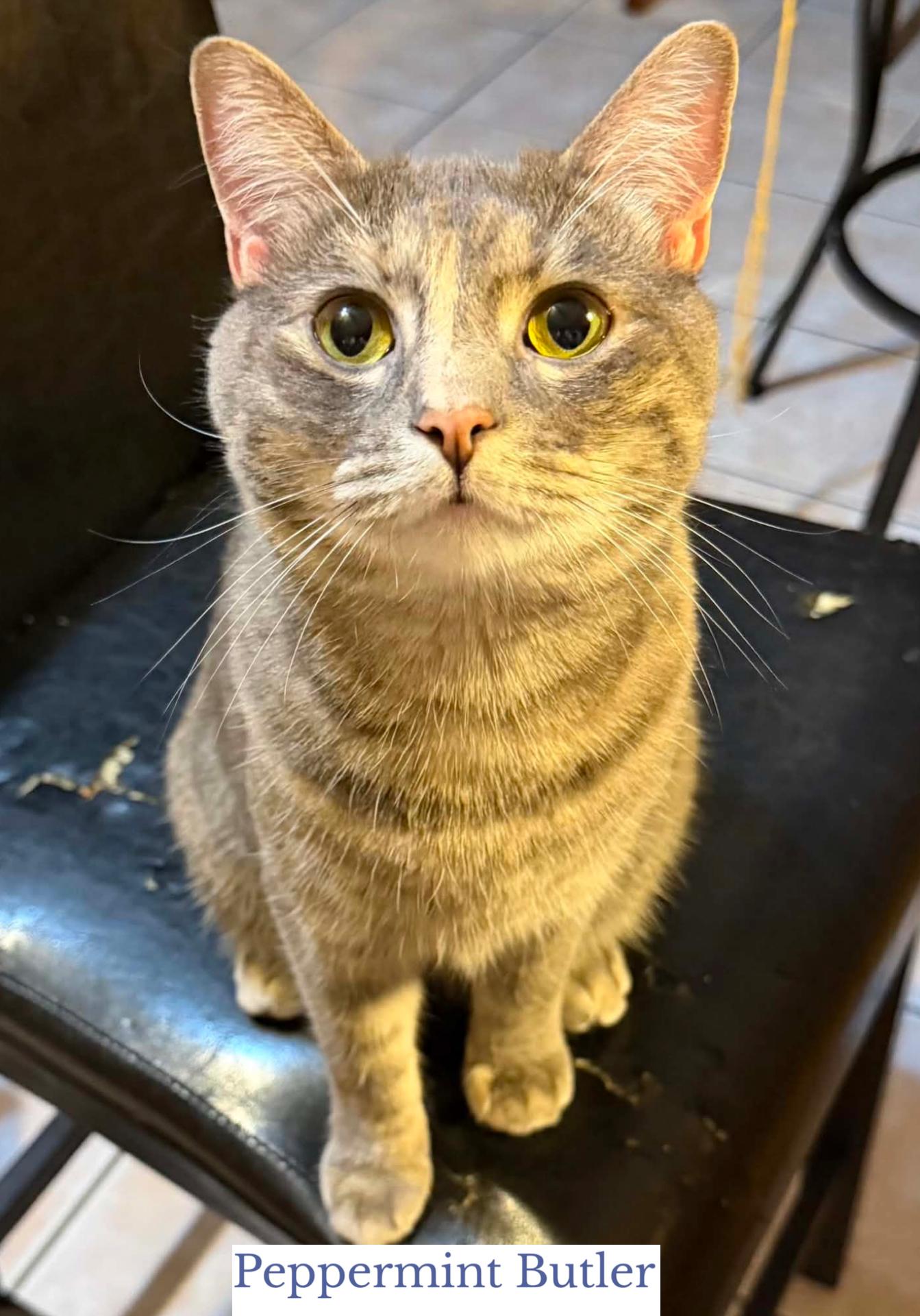 Enlarge Peppermint Butler, a ADOPTABLE Domestic Short Hair in Berkeley Springs, WV image 4/6